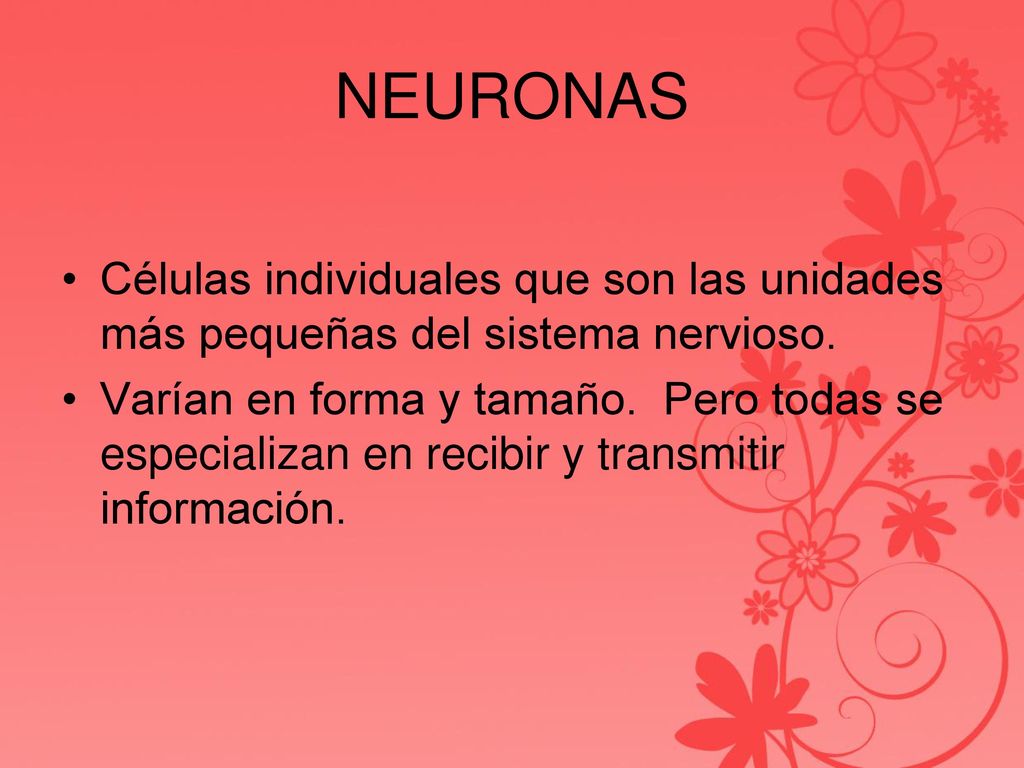 NEURONAS Células individuales que son las unidades más pequeñas del sistema nervioso.