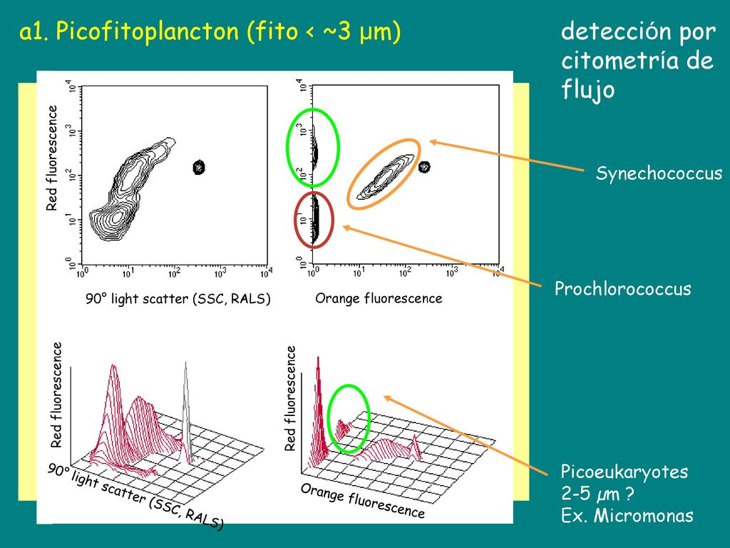 a1. Picofitoplancton (fito < ~3 µm) detección por citometría de