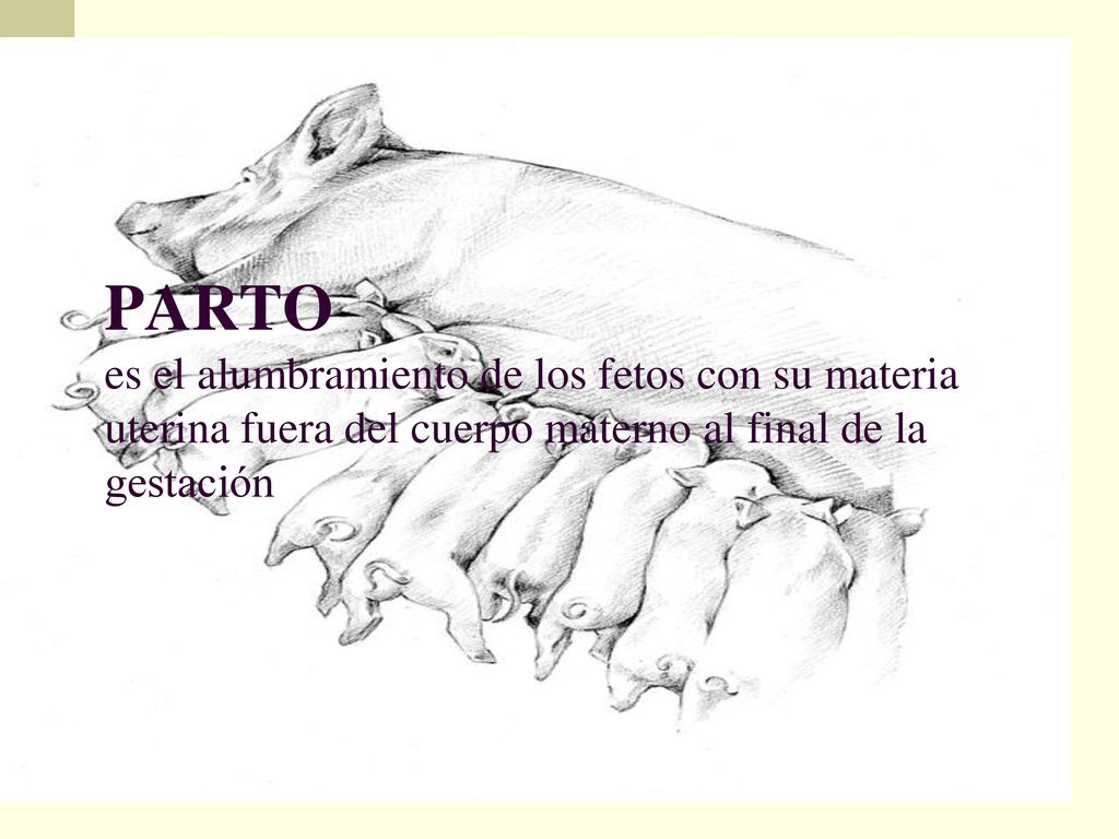 PARTO es el alumbramiento de los fetos con su materia uterina fuera del cuerpo materno al final de la gestación