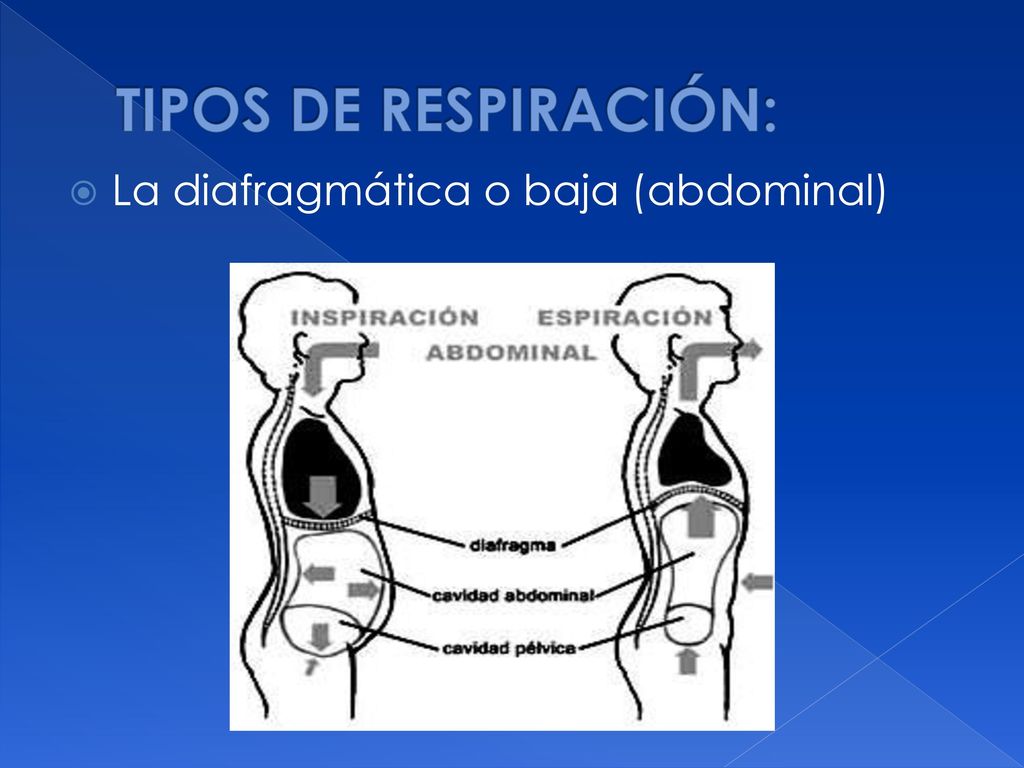 TIPOS DE RESPIRACIÓN: La diafragmática o baja (abdominal)
