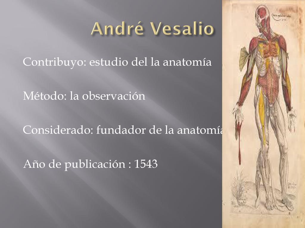 André Vesalio Contribuyo: estudio del la anatomía Método: la observación Considerado: fundador de la anatomía Año de publicación : 1543