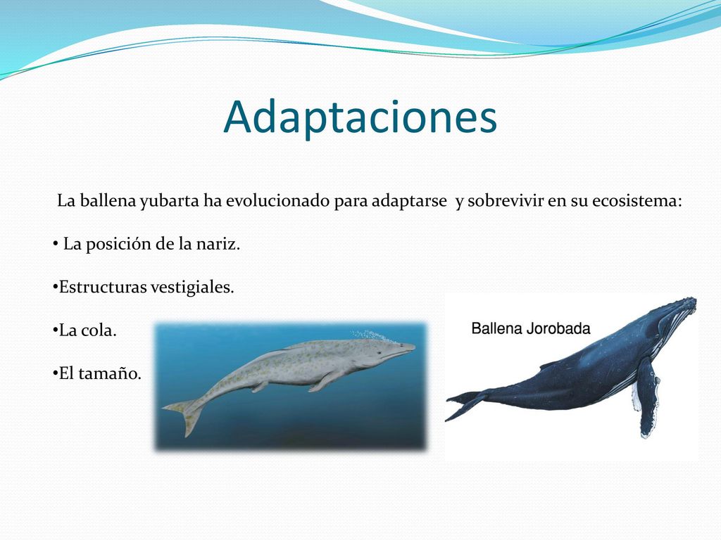 Adaptaciones La ballena yubarta ha evolucionado para adaptarse y sobrevivir en su ecosistema: La posición de la nariz.