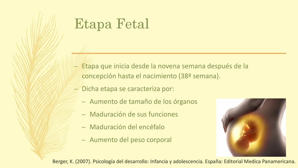Etapa Fetal Etapa que inicia desde la novena semana después de la concepción hasta el nacimiento (38ª semana).