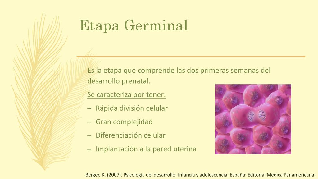 Etapa Germinal Es la etapa que comprende las dos primeras semanas del desarrollo prenatal. Se caracteriza por tener: