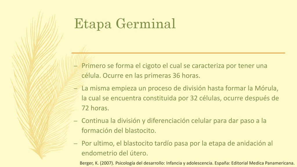 Etapa Germinal Primero se forma el cigoto el cual se caracteriza por tener una célula. Ocurre en las primeras 36 horas.