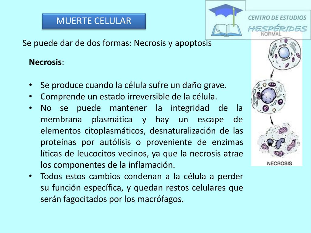 MUERTE CELULAR Se puede dar de dos formas: Necrosis y apoptosis