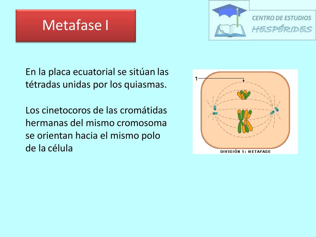 Metafase I En la placa ecuatorial se sitúan las tétradas unidas por los quiasmas.
