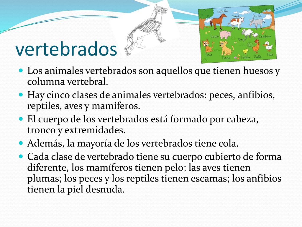vertebrados Los animales vertebrados son aquellos que tienen huesos y columna vertebral.