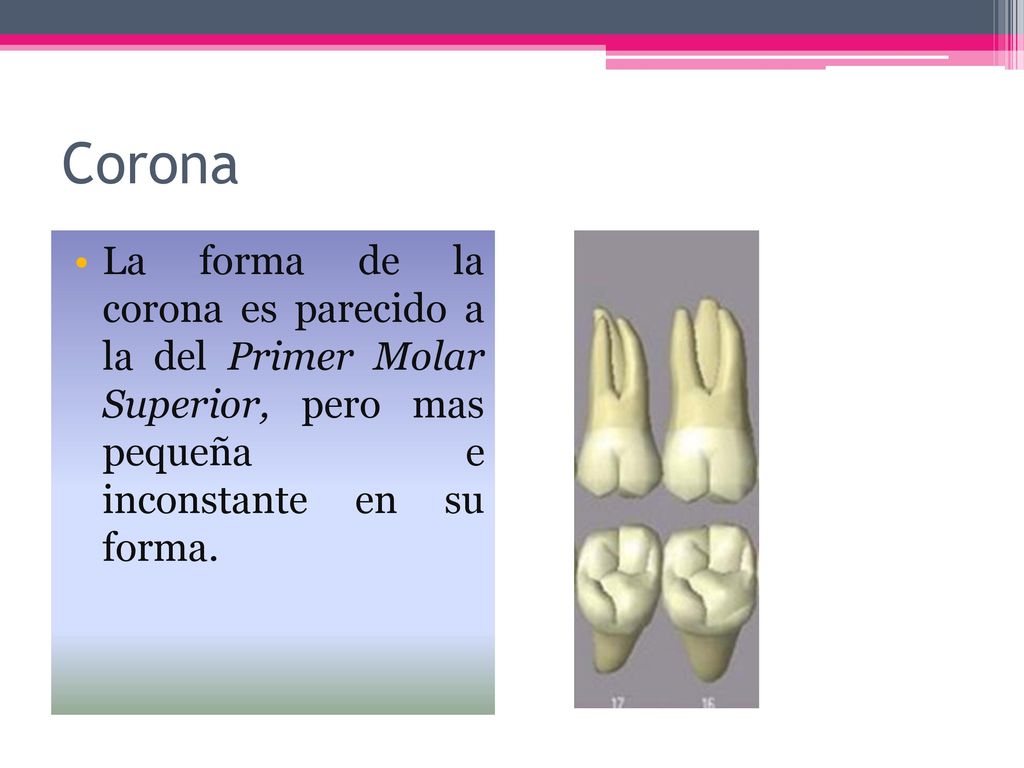 Corona La forma de la corona es parecido a la del Primer Molar Superior, pero mas pequeña e inconstante en su forma.