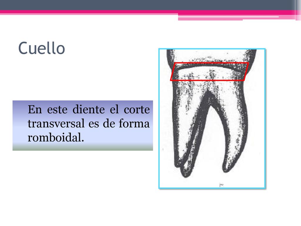 Cuello En este diente el corte transversal es de forma romboidal.