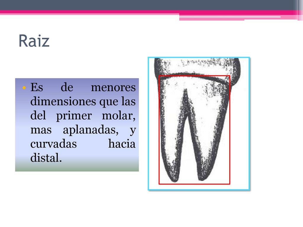 Raiz Es de menores dimensiones que las del primer molar, mas aplanadas, y curvadas hacia distal.