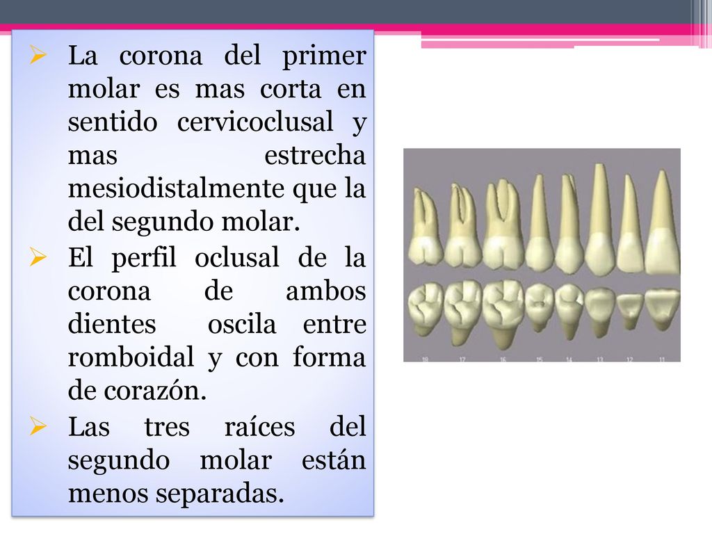 La corona del primer molar es mas corta en sentido cervicoclusal y mas estrecha mesiodistalmente que la del segundo molar.