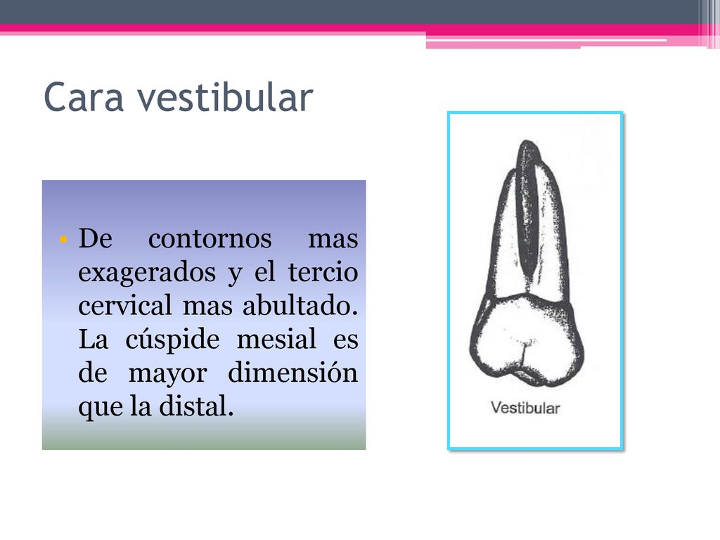 Cara vestibular De contornos mas exagerados y el tercio cervical mas abultado.