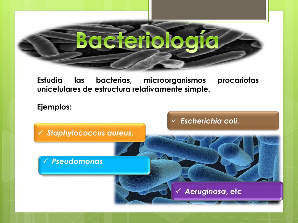 Bacteriología Estudia las bacterias, microorganismos procariotas unicelulares de estructura relativamente simple.