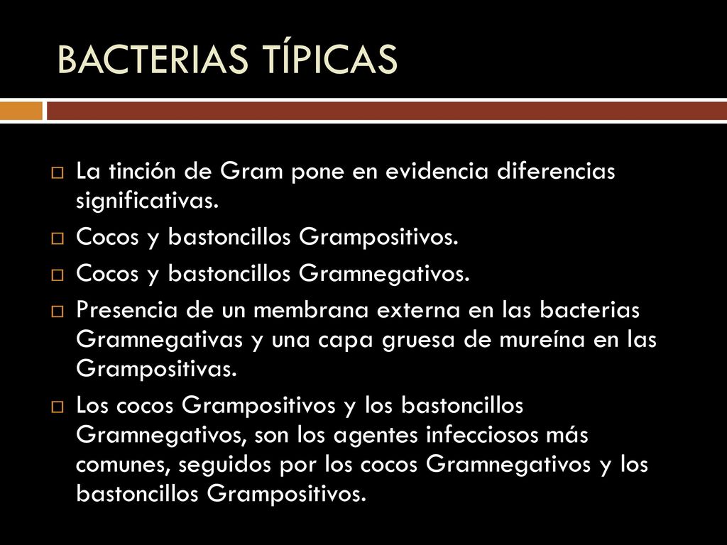 BACTERIAS TÍPICAS La tinción de Gram pone en evidencia diferencias significativas. Cocos y bastoncillos Grampositivos.