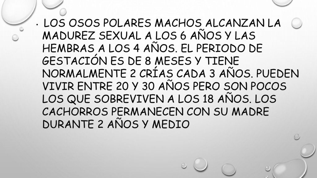 Los osos polares machos alcanzan la madurez sexual a los 6 años y las hembras a los 4 años.