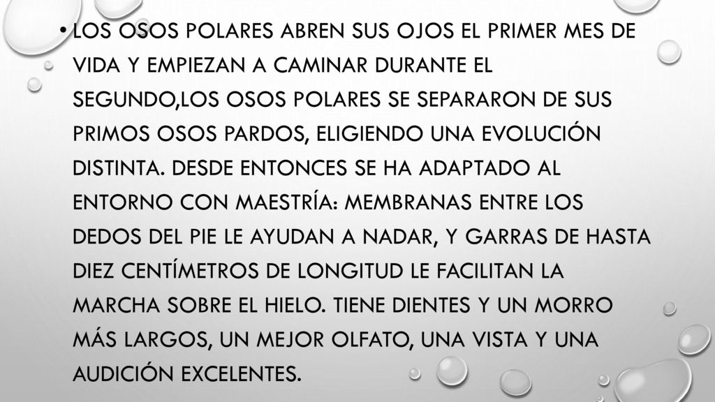 Los osos polares abren sus ojos el primer mes de vida y empiezan a caminar durante el segundo,los osos polares se separaron de sus primos osos pardos, eligiendo una evolución distinta.