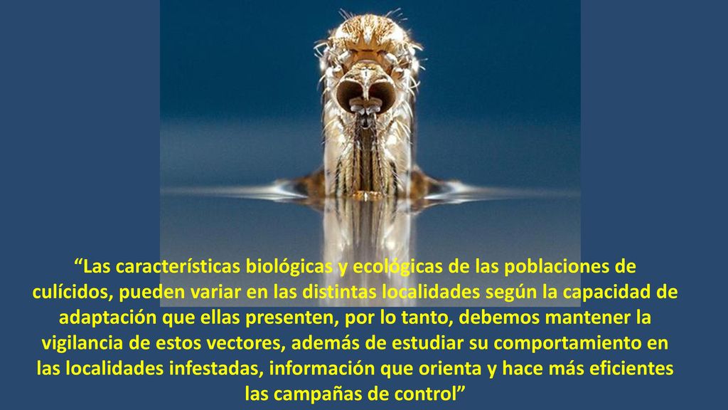 Las características biológicas y ecológicas de las poblaciones de culícidos, pueden variar en las distintas localidades según la capacidad de adaptación que ellas presenten, por lo tanto, debemos mantener la vigilancia de estos vectores, además de estudiar su comportamiento en las localidades infestadas, información que orienta y hace más eficientes las campañas de control
