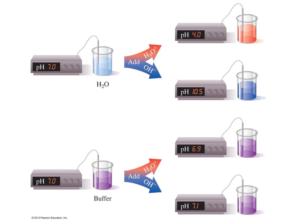 Figure 10.7 Adding an acid or a base to water changes the pH drastically, but a buffer resists pH change when small amounts of acid or base are added.