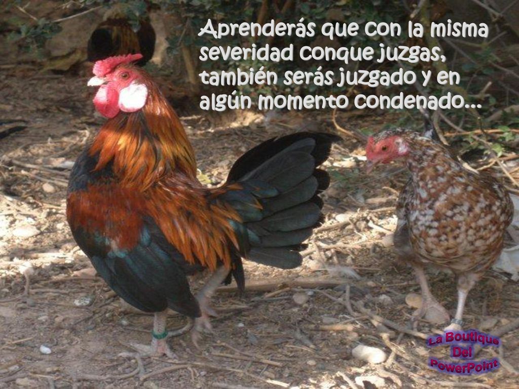Aprenderás que con la misma severidad conque juzgas, también serás juzgado y en algún momento condenado...