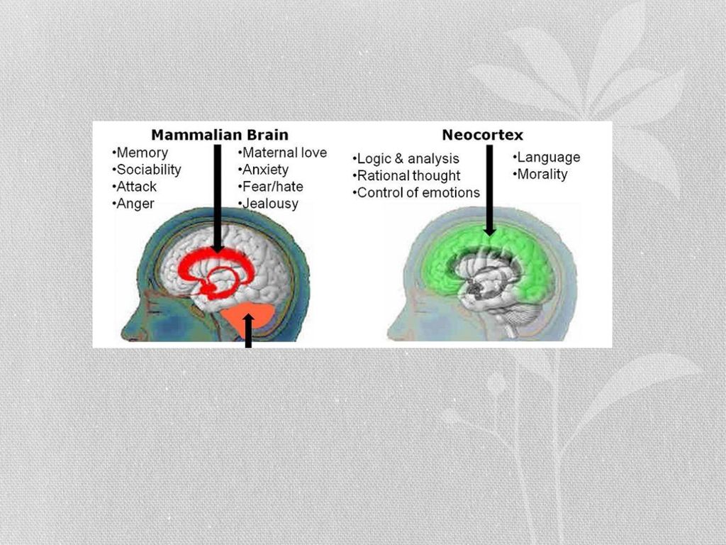 is the top layer of the cerebral hemispheres, 2-4 mm thick, and made up of six layers, labelled I to VI (with VI being the innermost and I being the outermost).