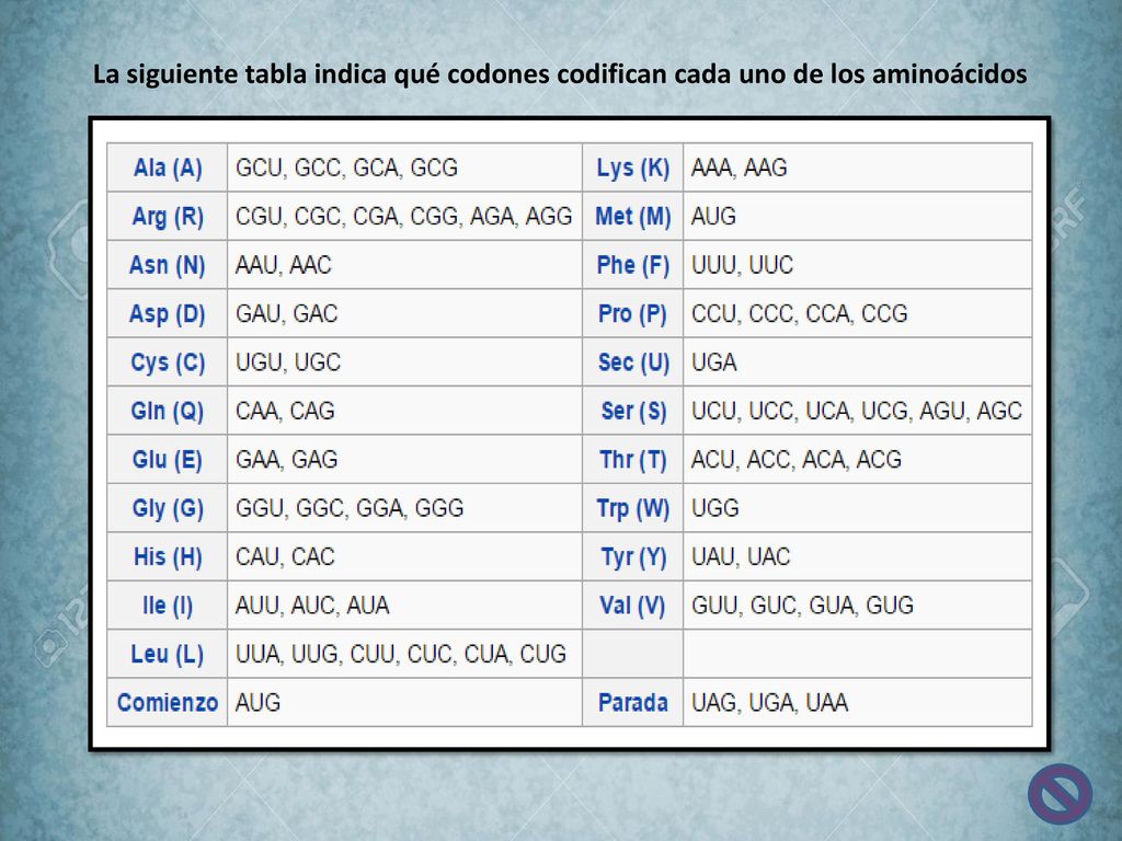 La siguiente tabla indica qué codones codifican cada uno de los aminoácidos