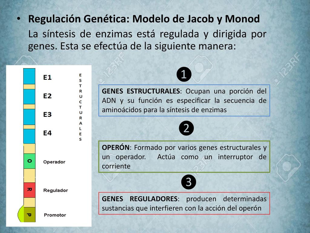 ❶ ❷ ❸ Regulación Genética: Modelo de Jacob y Monod