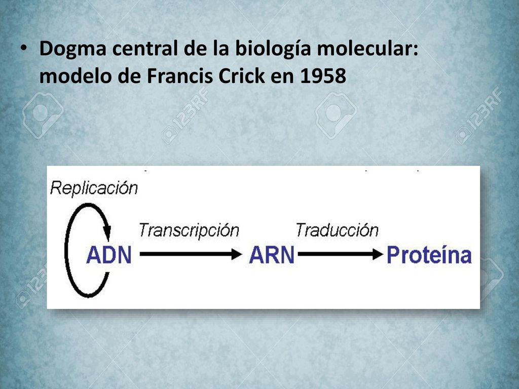 Dogma central de la biología molecular: modelo de Francis Crick en 1958