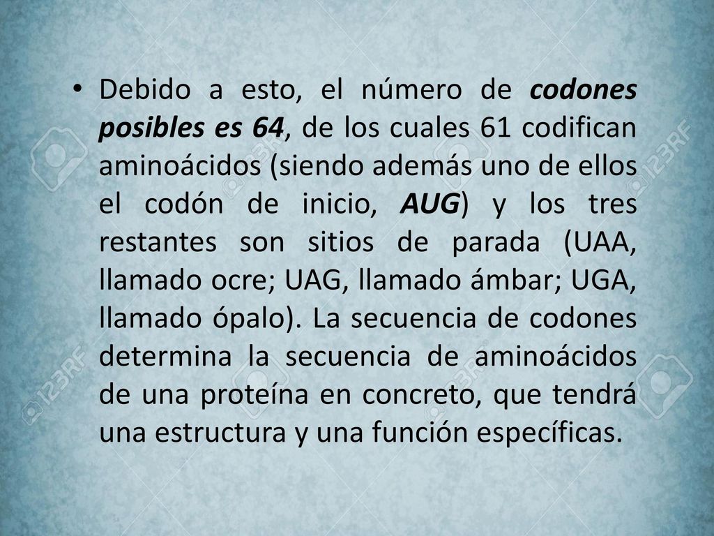 Debido a esto, el número de codones posibles es 64, de los cuales 61 codifican aminoácidos (siendo además uno de ellos el codón de inicio, AUG) y los tres restantes son sitios de parada (UAA, llamado ocre; UAG, llamado ámbar; UGA, llamado ópalo).