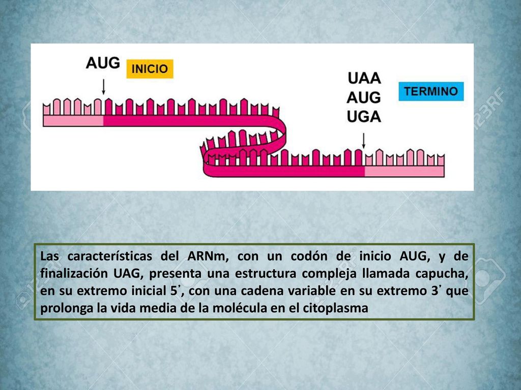 Las características del ARNm, con un codón de inicio AUG, y de finalización UAG, presenta una estructura compleja llamada capucha, en su extremo inicial 5᾽, con una cadena variable en su extremo 3᾽ que prolonga la vida media de la molécula en el citoplasma