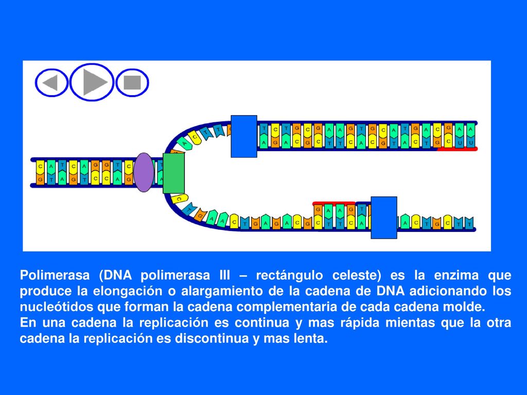Polimerasa (DNA polimerasa III – rectángulo celeste) es la enzima que produce la elongación o alargamiento de la cadena de DNA adicionando los nucleótidos que forman la cadena complementaria de cada cadena molde.