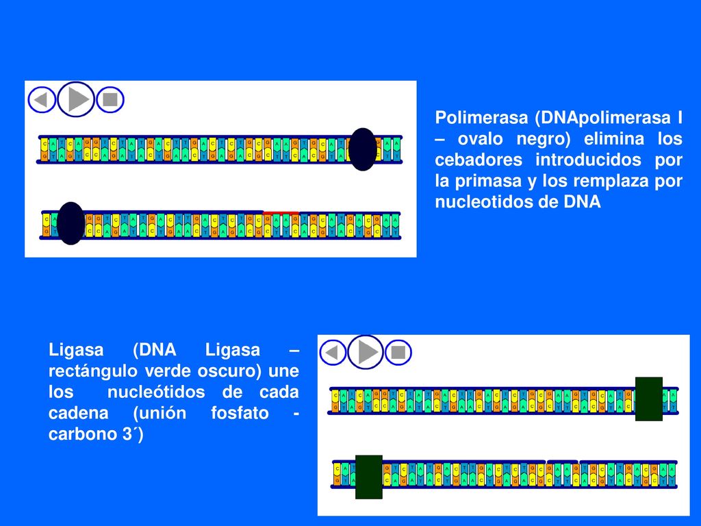 Polimerasa (DNApolimerasa I – ovalo negro) elimina los cebadores introducidos por la primasa y los remplaza por nucleotidos de DNA