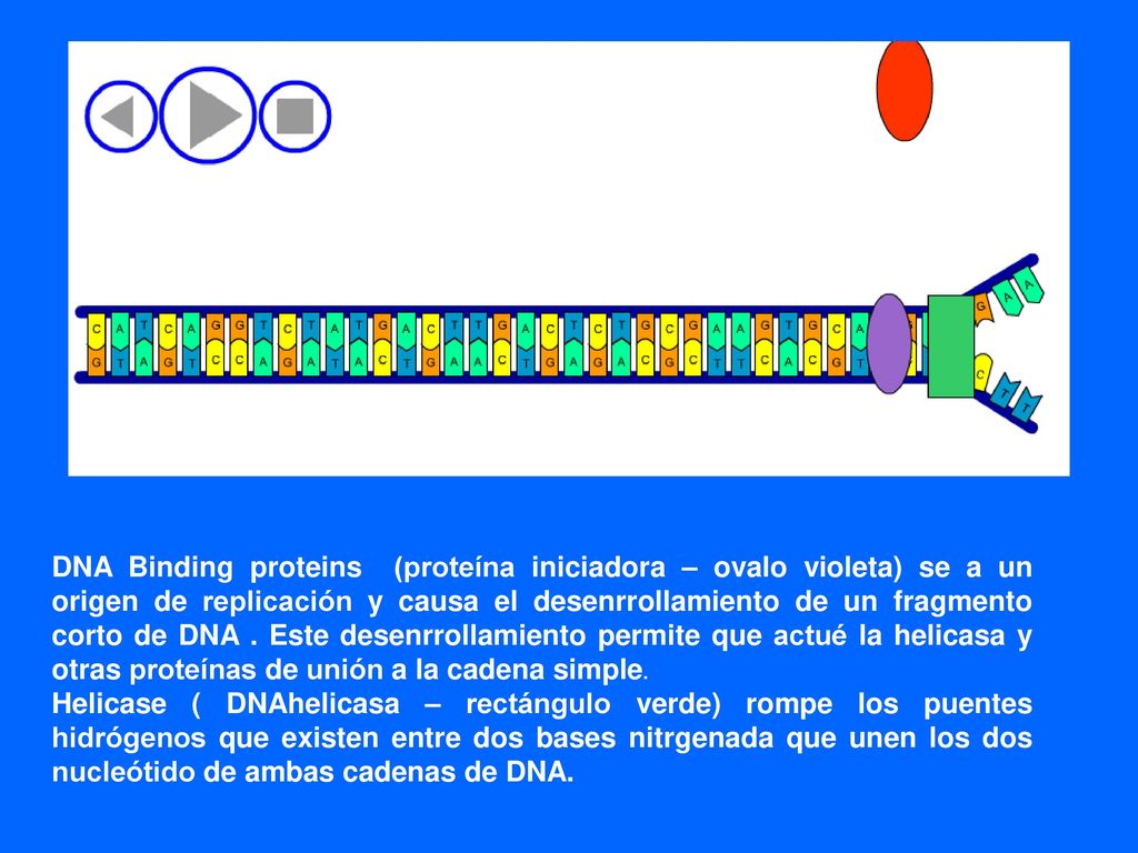 DNA Binding proteins (proteína iniciadora – ovalo violeta) se a un origen de replicación y causa el desenrrollamiento de un fragmento corto de DNA . Este desenrrollamiento permite que actué la helicasa y otras proteínas de unión a la cadena simple.