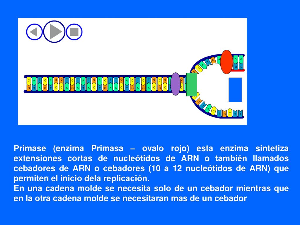Primase (enzima Primasa – ovalo rojo) esta enzima sintetiza extensiones cortas de nucleótidos de ARN o también llamados cebadores de ARN o cebadores (10 a 12 nucleótidos de ARN) que permiten el inicio dela replicación.