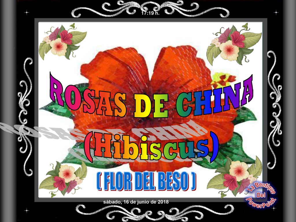 ROSAS DE CHINA (Hibiscus) ( FLOR DEL BESO ) 17:19 h.