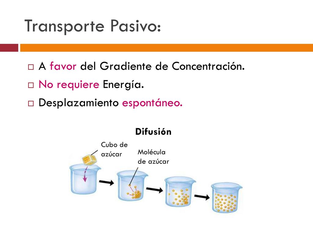Transporte Pasivo: A favor del Gradiente de Concentración.