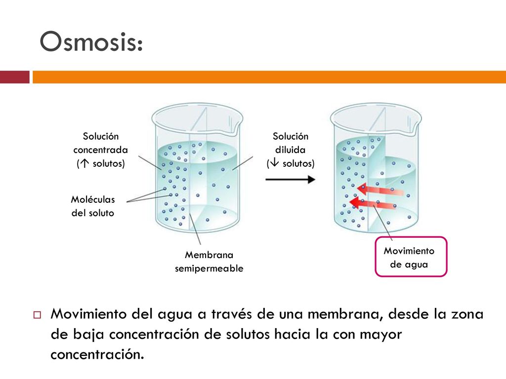 Osmosis: Membrana. semipermeable. Movimiento de agua. Moléculas del soluto. Solución concentrada.