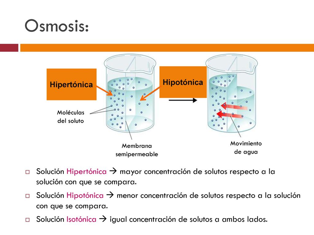 Osmosis: Membrana. semipermeable. Movimiento de agua. Moléculas del soluto. Solución concentrada.