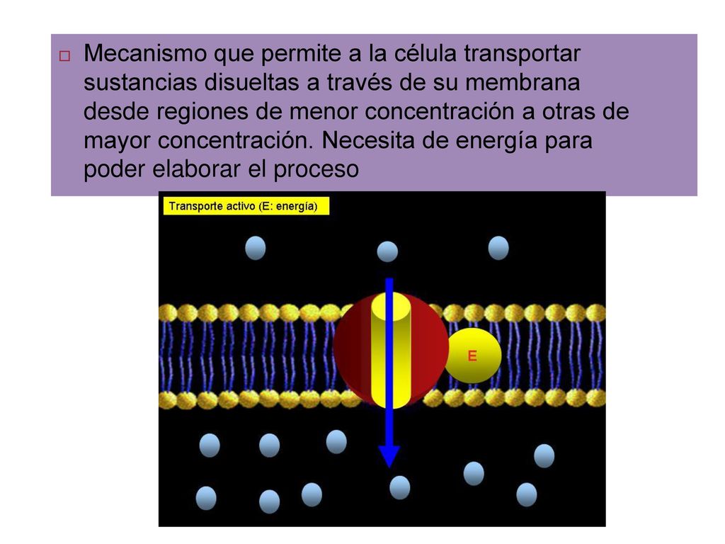Mecanismo que permite a la célula transportar sustancias disueltas a través de su membrana desde regiones de menor concentración a otras de mayor concentración.