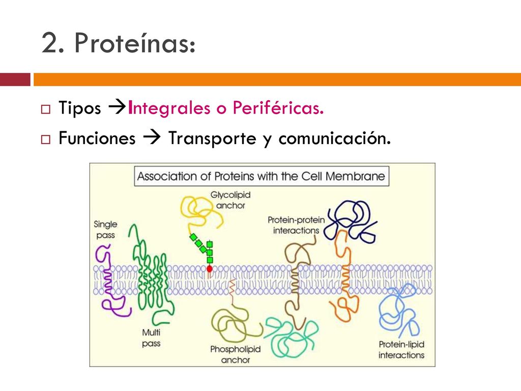 2. Proteínas: Tipos Integrales o Periféricas.
