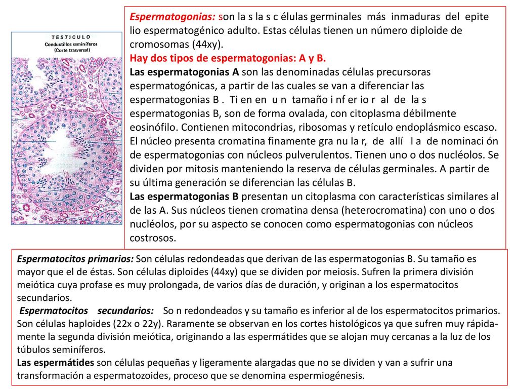 Hay dos tipos de espermatogonias: A y B.