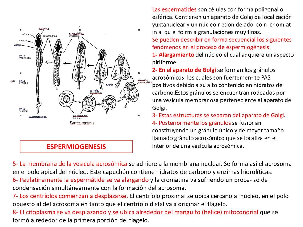 Las espermátides son células con forma poligonal o esférica