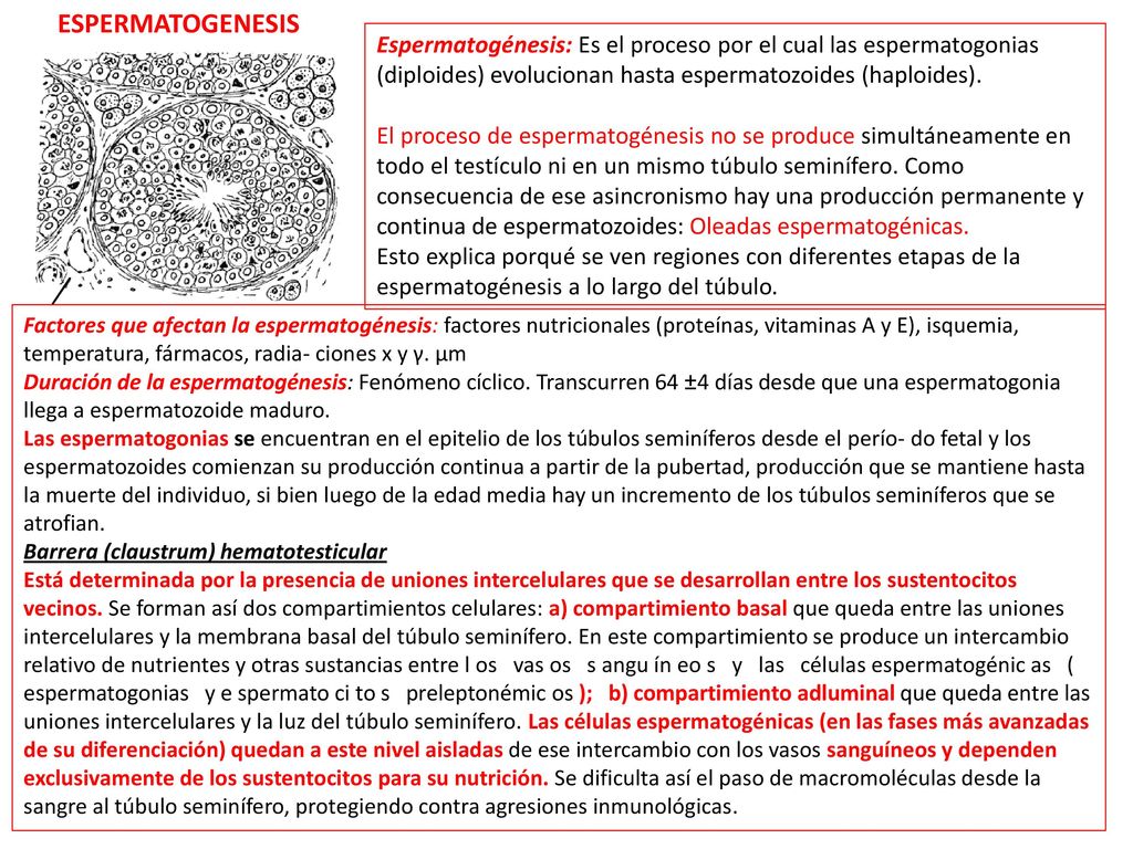 ESPERMATOGENESIS Espermatogénesis: Es el proceso por el cual las espermatogonias (diploides) evolucionan hasta espermatozoides (haploides).