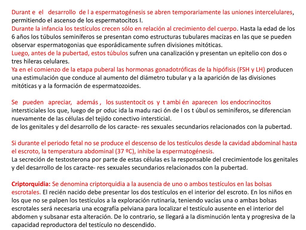 Durant e el desarrollo de l a espermatogénesis se abren temporariamente las uniones intercelulares, permitiendo el ascenso de los espermatocitos I.