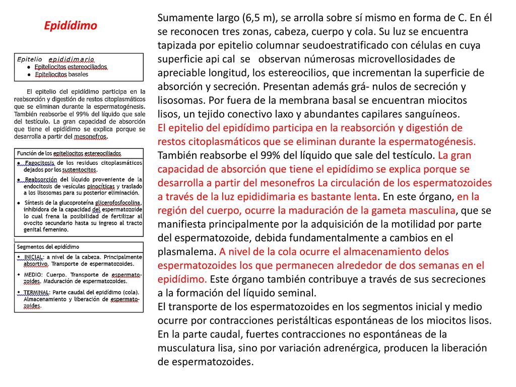 Sumamente largo (6,5 m), se arrolla sobre sí mismo en forma de C
