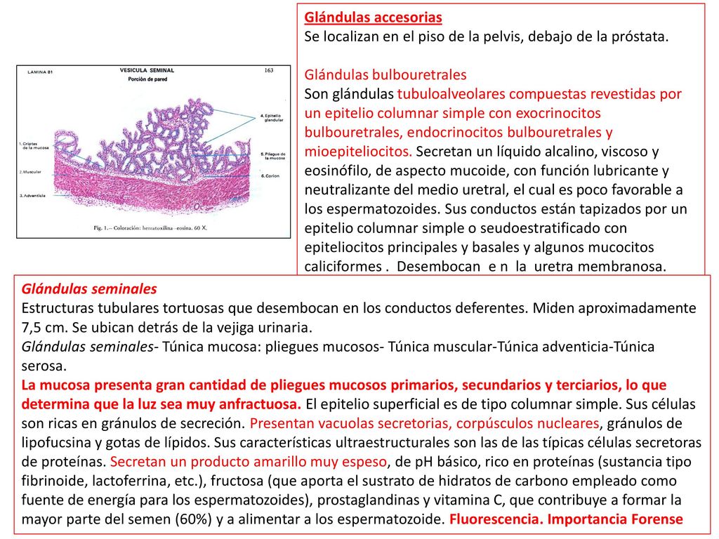 Glándulas accesorias Se localizan en el piso de la pelvis, debajo de la próstata. Glándulas bulbouretrales.
