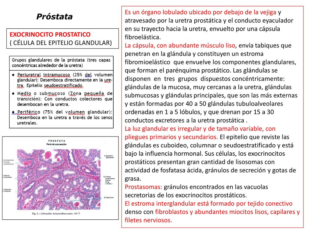 Es un órgano lobulado ubicado por debajo de la vejiga y atravesado por la uretra prostática y el conducto eyaculador en su trayecto hacia la uretra, envuelto por una cápsula fibroelástica.