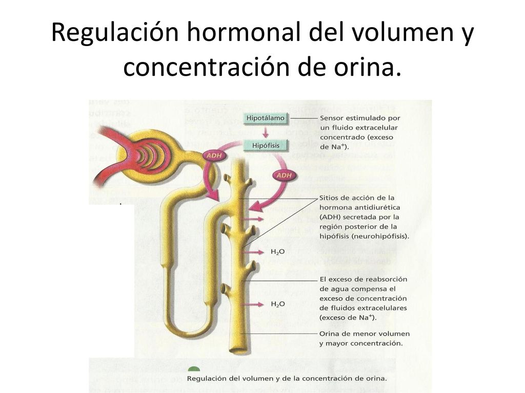Regulación hormonal del volumen y concentración de orina.