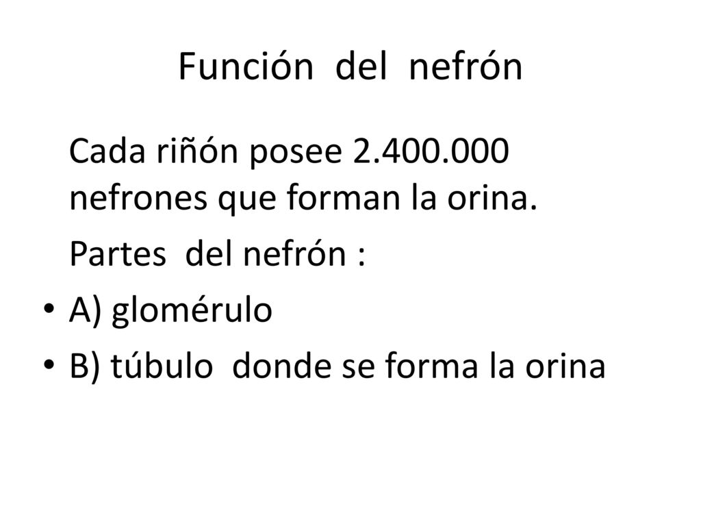 Función del nefrón Cada riñón posee nefrones que forman la orina. Partes del nefrón :