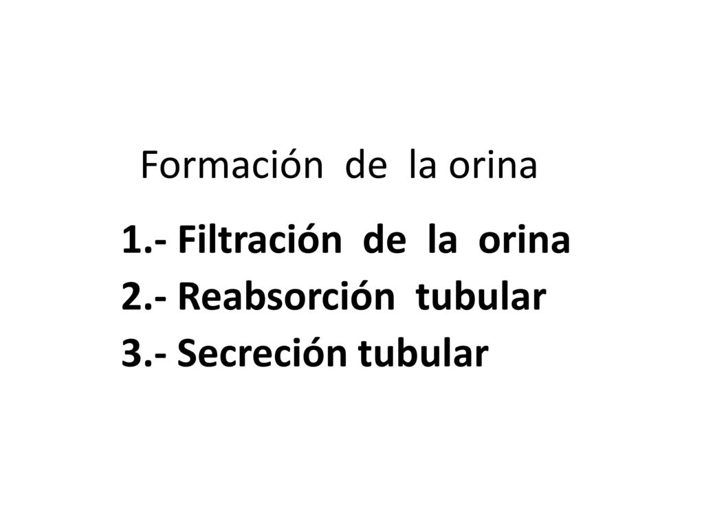 Formación de la orina 1.- Filtración de la orina.